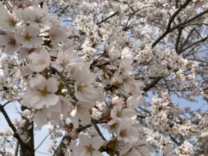 桜満開🌸