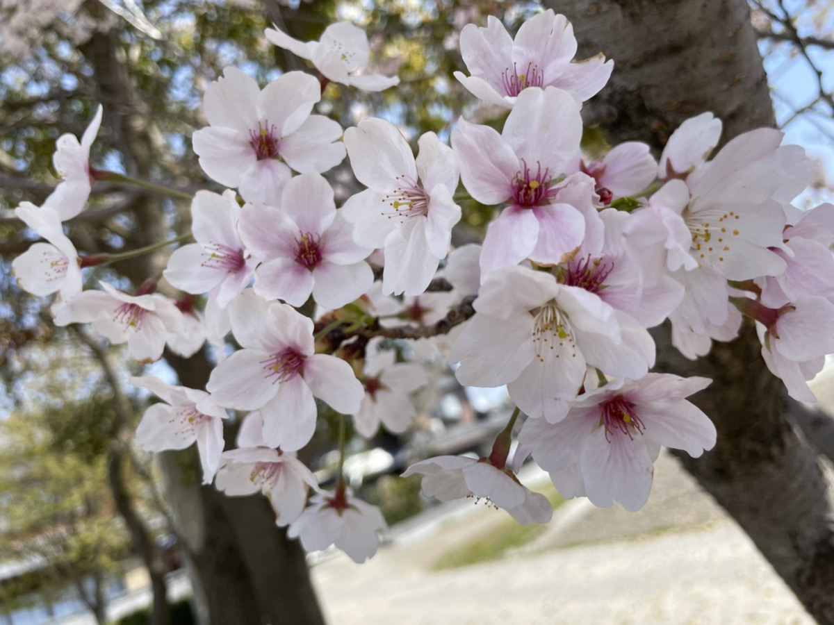 地鎮祭✨