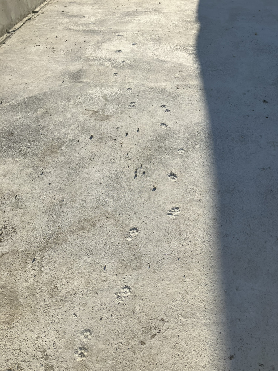 11/24    ガレージの土間に・・・